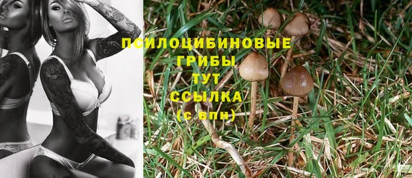 apvp Пересвет